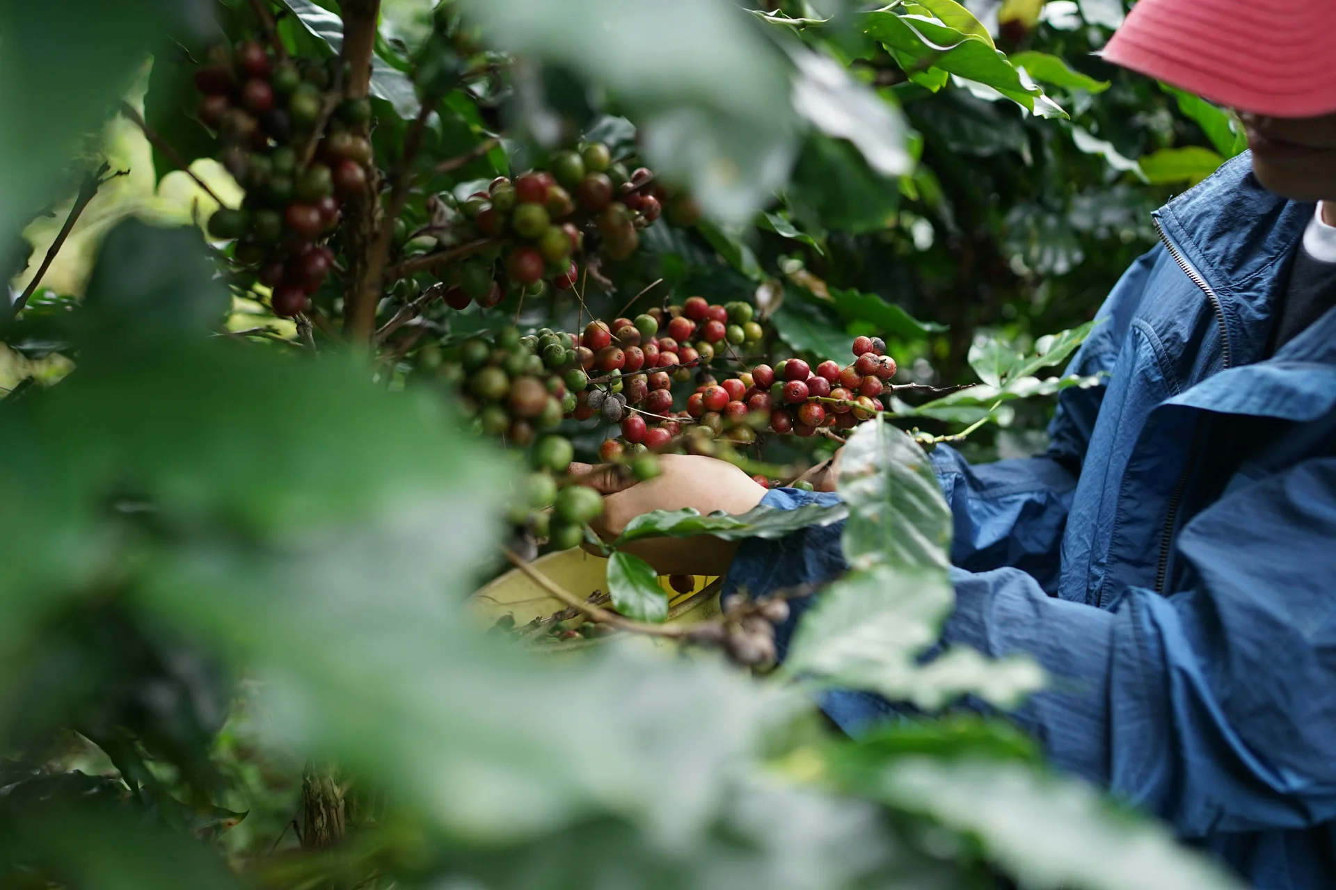 Coffee cherries on the branch in a high-altitude farm