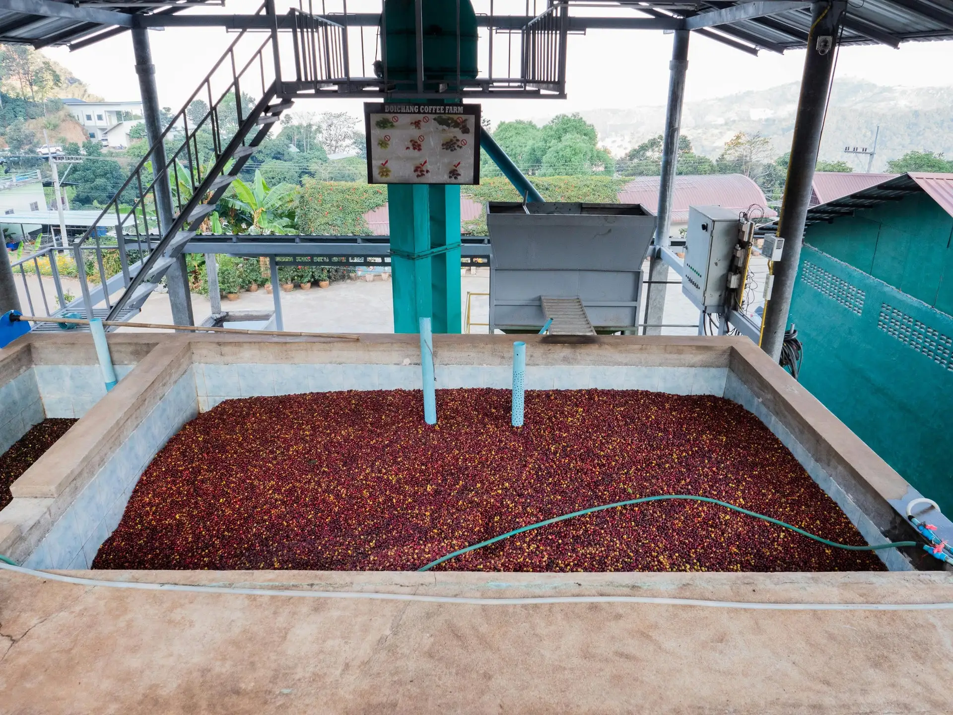 Coffee producer examining beans